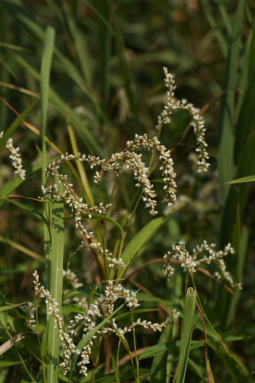 e0054067_23443711.jpg