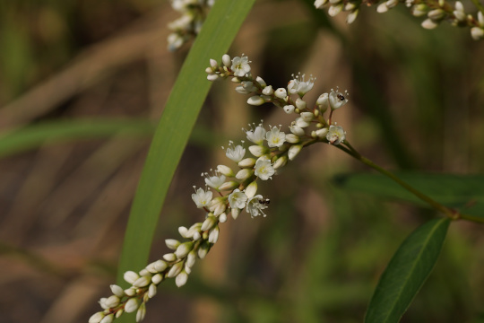e0054067_23443727.jpg