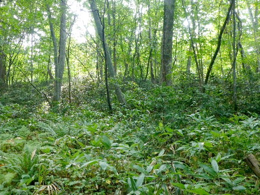 d0084473_1917441.jpg