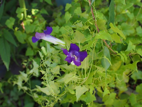 c0117007_19125258.jpg
