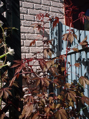 c0117007_197140.jpg