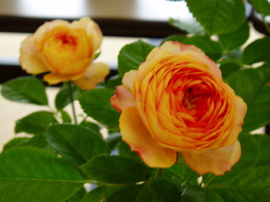 d0001008_5525769.jpg