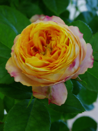 d0001008_5533360.jpg