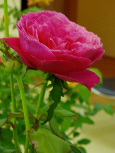 d0001008_5553055.jpg