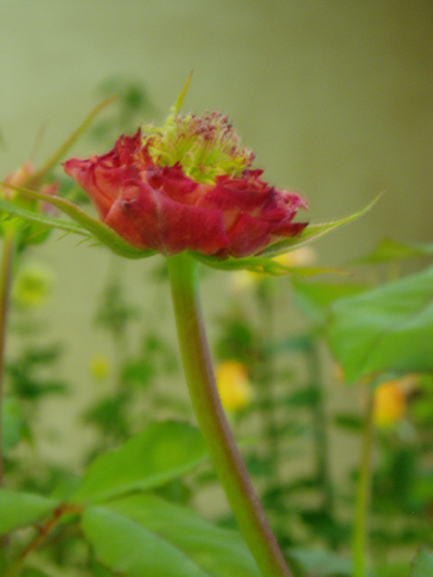 d0001008_5555822.jpg