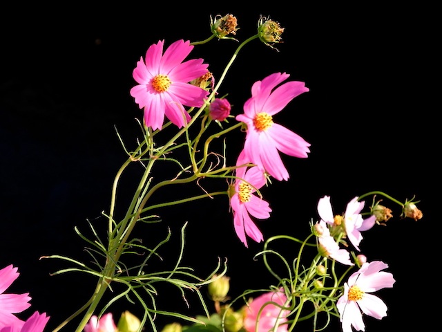 c0248013_12224270.jpg