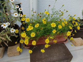 b0073616_13103766.jpg