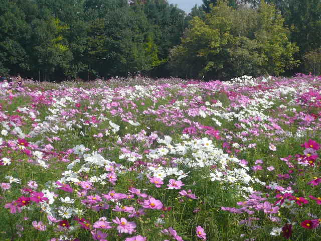 e0026017_22244781.jpg