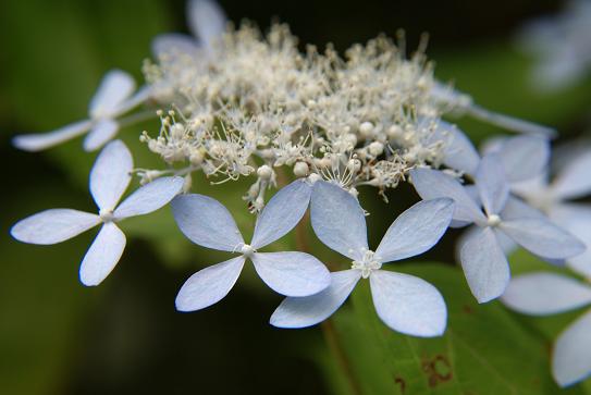 e0021121_7504476.jpg