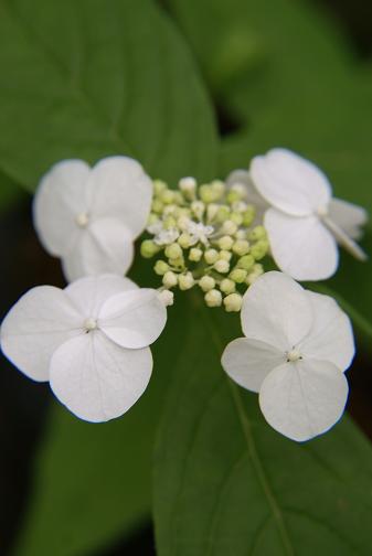 e0021121_8141788.jpg