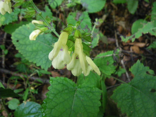 f0118332_2156279.jpg