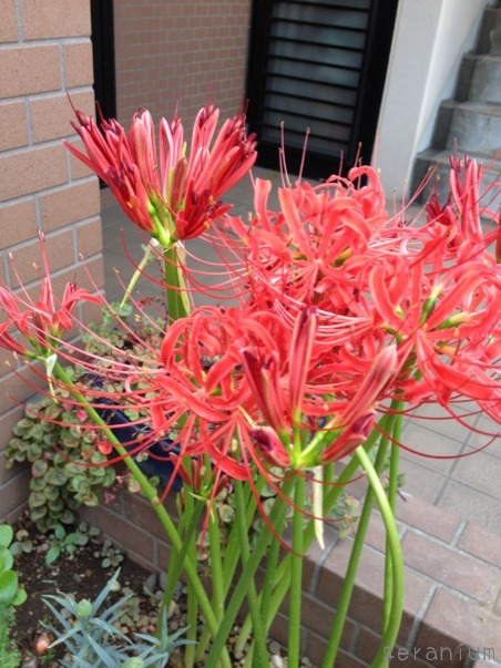 c0133533_2321245.jpg