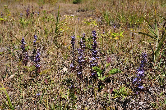 b0236334_20195771.jpg