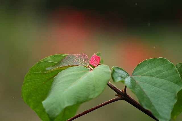 a0242438_19275110.jpg