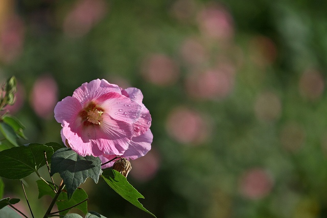 a0242438_19324947.jpg