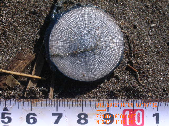 a0157451_19445030.jpg