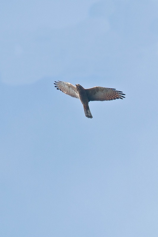f0044056_6534375.jpg
