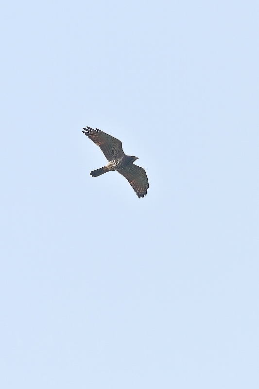 f0044056_65477.jpg