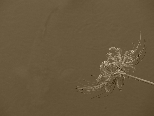 e0208965_19391054.jpg