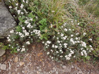 d0182075_3582736.jpg