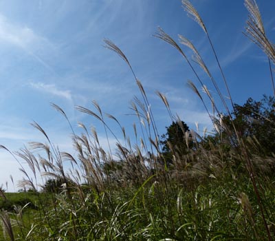 c0146788_183505.jpg