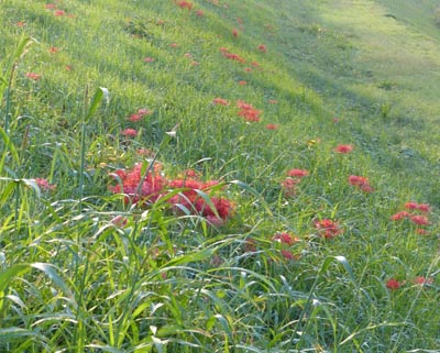 c0146788_1835171.jpg
