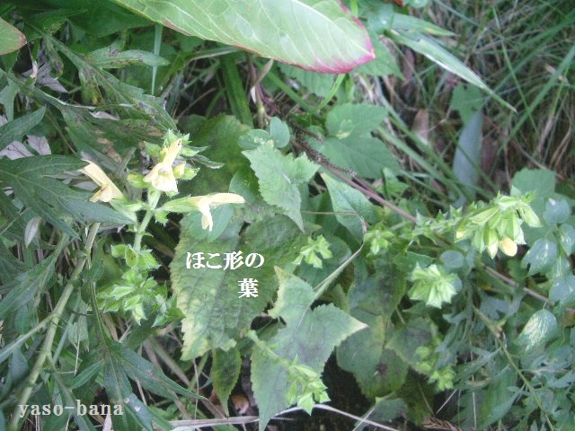 e0025300_12414642.jpg
