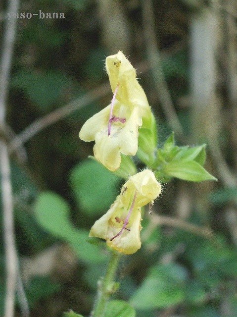 e0025300_12421589.jpg