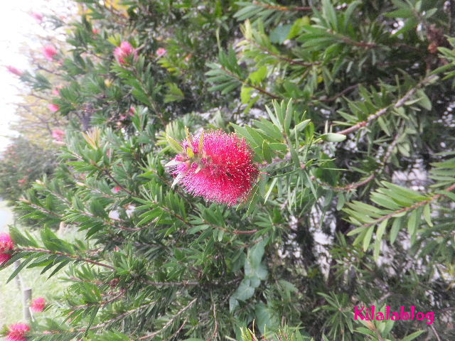 e0130008_23325044.jpg