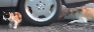 f0068511_5295283.jpg