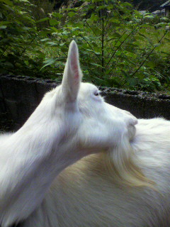 f0036223_117578.jpg