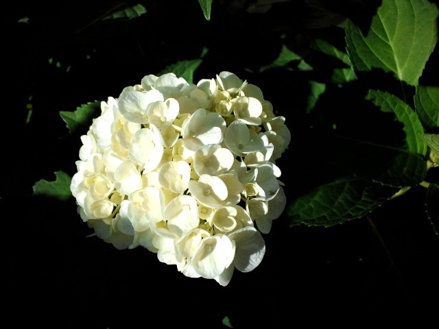 c0117239_10465237.jpg