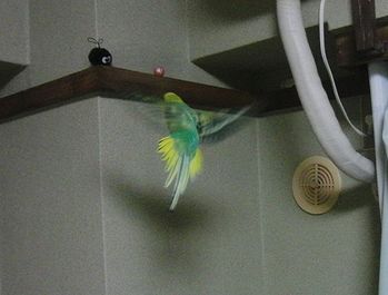 f0196665_003671.jpg