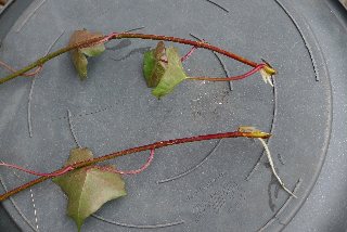 c0197980_401024.jpg