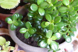 c0197980_495671.jpg