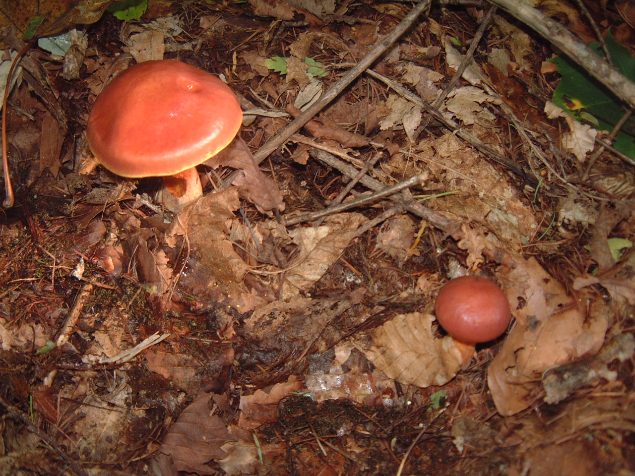 c0237780_1714221.jpg