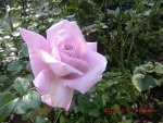 c0078586_20282515.jpg