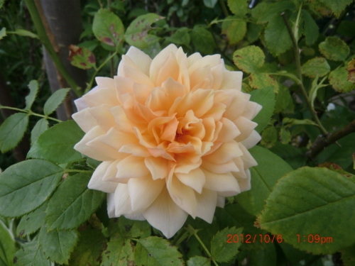 c0078586_20312043.jpg