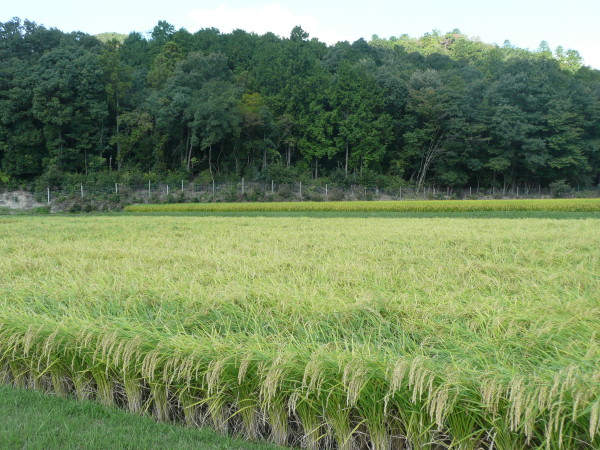 b0118987_5501310.jpg
