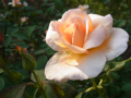 c0207189_15312153.jpg