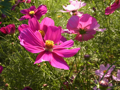 c0207189_15312359.jpg
