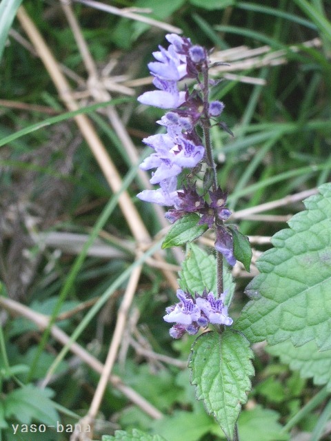 e0025300_20503588.jpg