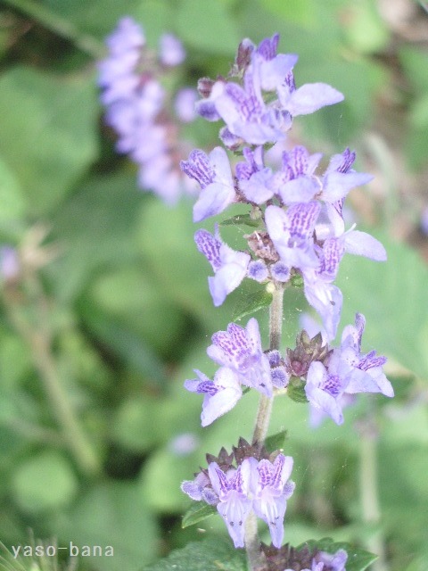 e0025300_20574141.jpg