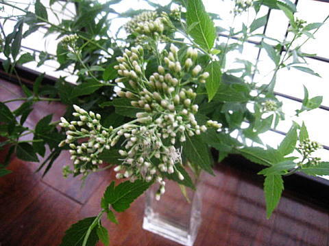 d0046702_18542459.jpg