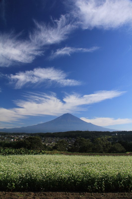 a0188405_1755051.jpg