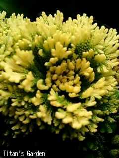 b0099813_0424230.jpg
