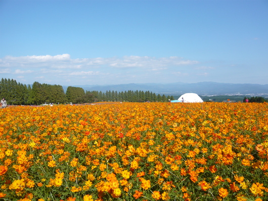 a0206332_734228.jpg