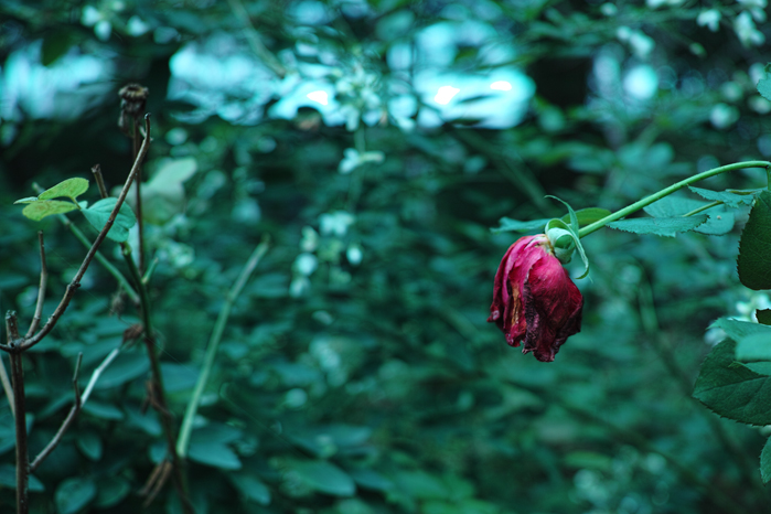 a0049639_21412676.jpg