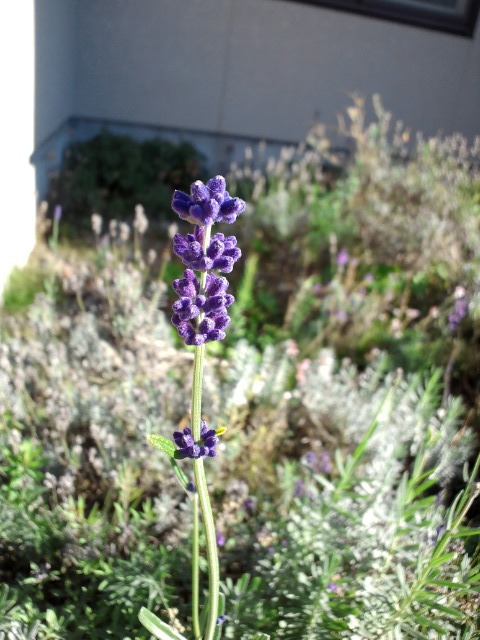 c0117239_9473686.jpg