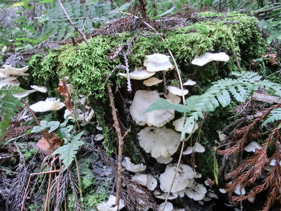 f0201157_8465095.jpg